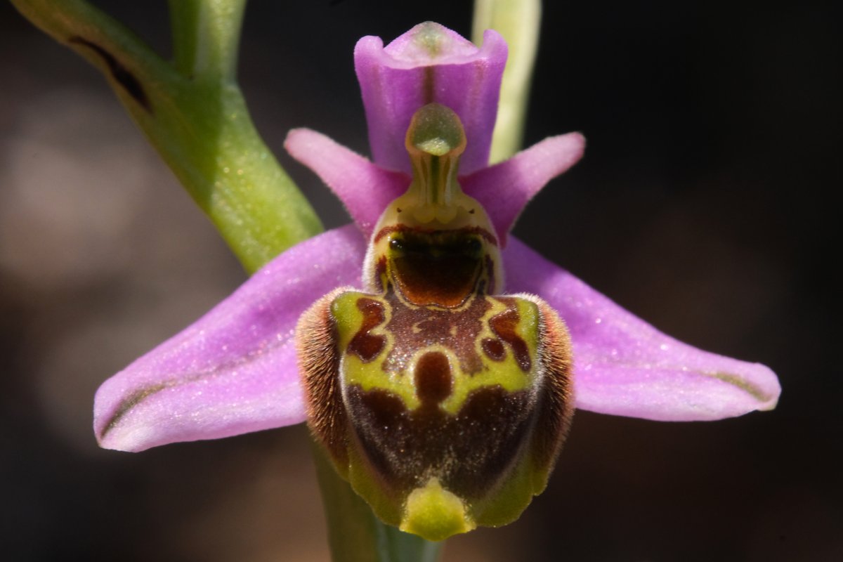 Ultime orchidee per quest''anno - Dalla Grecia con passione